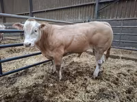 ثور, Blonde d’Aquitane cattle — الصورة 3