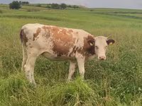 Cow, Cattle — photo 4
