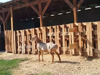 Widder, Edilbay sheep — Foto 2