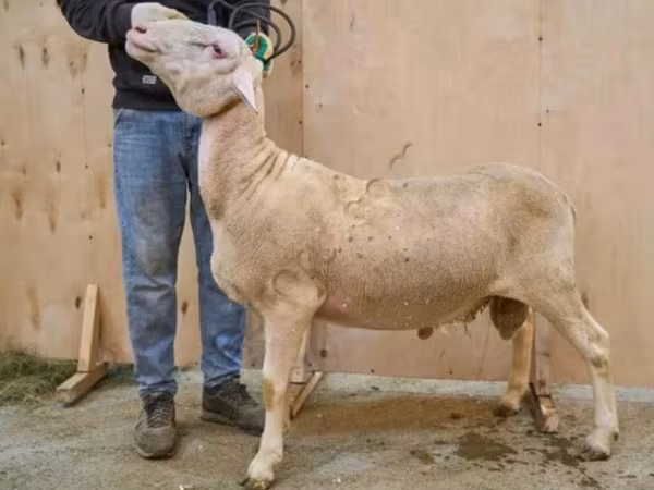 Widder, Lacaune sheep