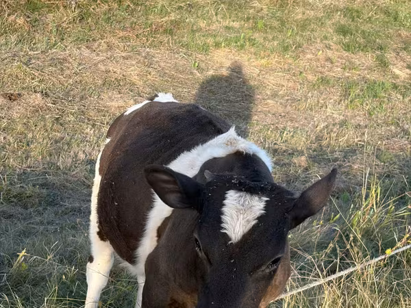 Bou, Bovine — Republica Moldova