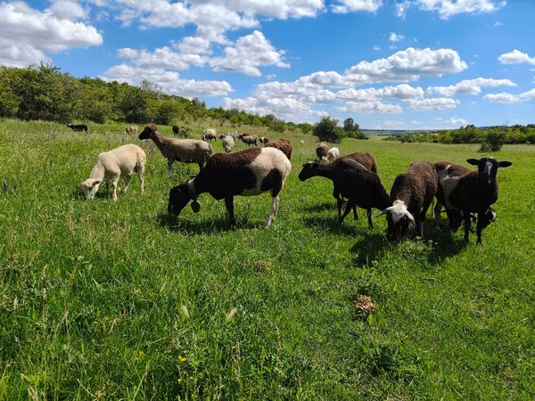 Oveja, Dorper sheep