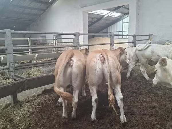 Kuh, Blonde d’Aquitane cattle