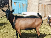 تيس, Nubian Goat — الصورة 4