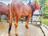 Toro, Ganado vacuno — foto 4