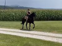 Jument, Przewalski's horse — photo 2
