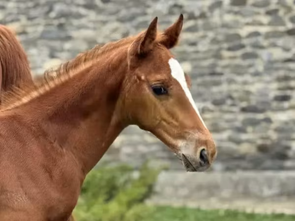 Caballo, Anglo-Arabian