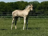 Stute, Rocky Mountain Horse — Foto 8