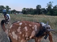 Țap, Nubian Goat — foto 2