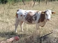 Buğa, Mal-qara — foto 1