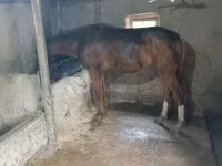 At, Thoroughbred horse — foto 4