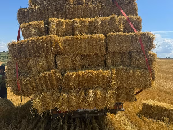 Продам солому овса .