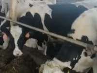 Vacă, Rasa Holstein — foto 5