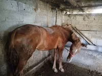 Jument, Swedish warmblood horse — photo 1