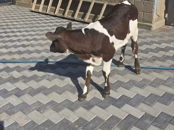 Vacă, Bovine