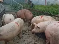 Eber, Schweine — Foto 3