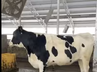 母牛, Holstein breed — 照片 4