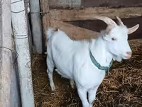 Keçi, Saanen goat — foto 3
