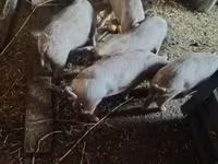 नर सूअर, सूअर — फ़ोटो 4