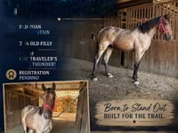 Jument, Rocky Mountain Horse — photo 1