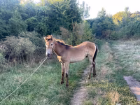 Hengst, Pferde — Foto 5