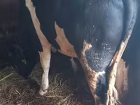 Taureau, Race Holstein — photo 1
