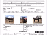 Cavalo, Mustang — foto 4