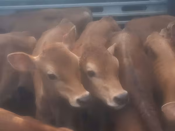 公牛, Cattle — 摩尔多瓦
