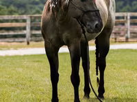 At, Quarter Horse — foto 8