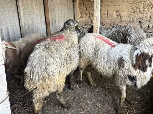 公羊, Sheep
