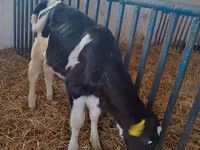 Vacă, Rasa Holstein — foto 2