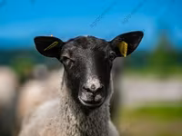 Bélier, Katum sheep — photo 7