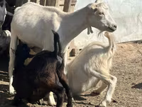 Capră, LaMancha goats — foto 2