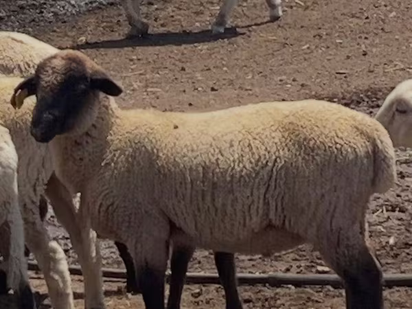 Qoç, Hampshire sheep