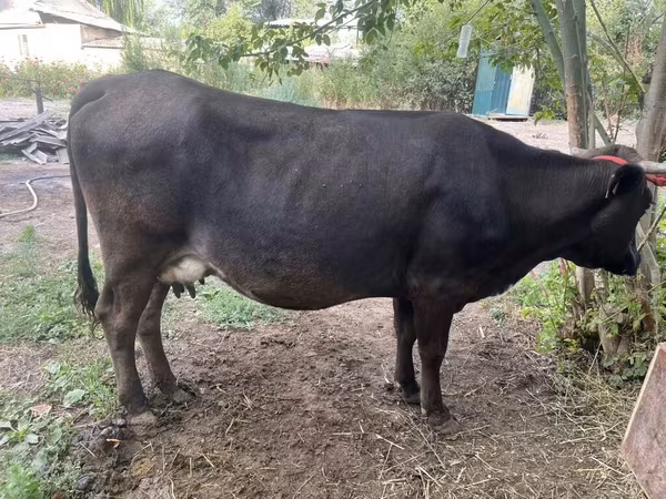 Vacă, Ukrainian Brown Dairy Cattle
