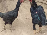 Chickens — Foto 2