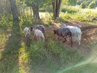 Capră, Kejobong goat — foto 2
