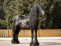 Caballo, Friesian — foto 5