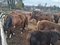 At, Arabian horse — foto 5