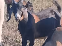 Cabro, Nubian Goat — foto 1