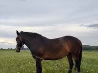 Égua, Cavalos — foto 4