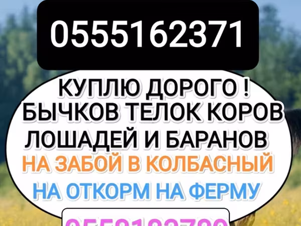 Букачар, Сиырлар