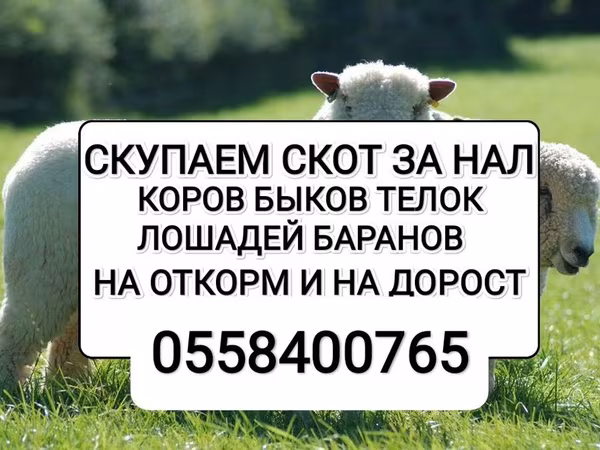 Букачар, Сиырлар
