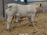 Bou, Charolais cattle — foto 2