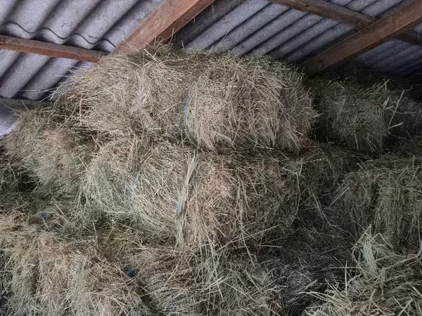 Vind Fîn, Lucernă,Paie în baloți