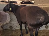 Bélier, Moutons — photo 1
