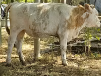 Vaca, Bovinos — foto 1