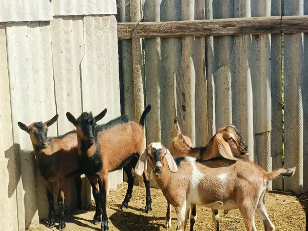 تيس, Nubian Goat — مولدوفا