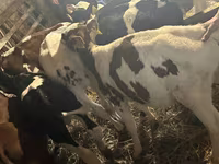 Bou, Simmental cattle — foto 4