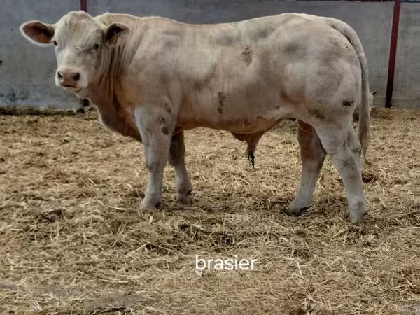 Bou, Charolais cattle